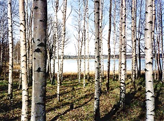 Image showing Birch trees in Finland