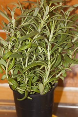 Image showing rosemary in a pot