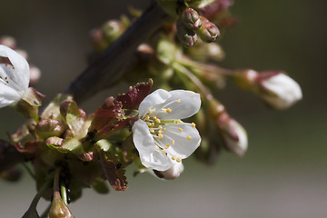 Image showing cherry