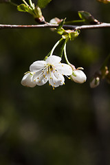 Image showing cherry blossom