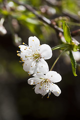 Image showing cherry blossom