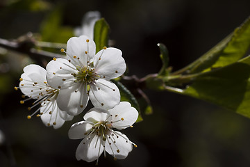 Image showing cherry blossom