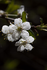 Image showing cherry blossoms