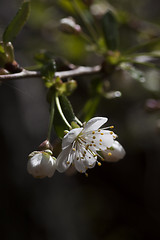 Image showing cherry blossoms