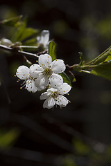 Image showing cherry blossom