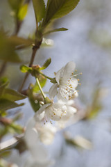 Image showing cherry blossom