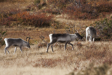 Image showing raindeers