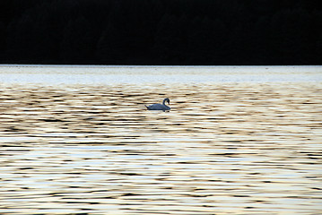 Image showing swan