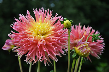 Image showing Dahlia