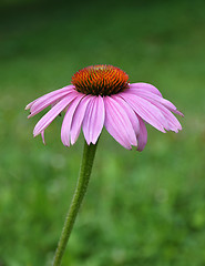 Image showing Purple coneflower