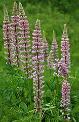 Image showing Background lupine