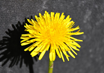 Image showing Dandelion bloom