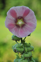 Image showing Common Hollyhock