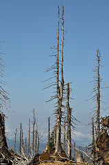 Image showing Bark beetle region at mount Rachel