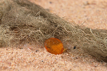 Image showing Amber on beach