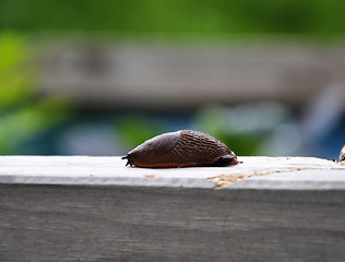 Image showing Slug on plank