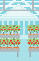 Image showing Background of tomatoes in the greenhouse.