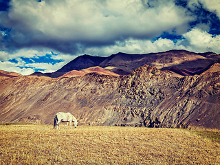 Image showing Horse grazing in Himalayas