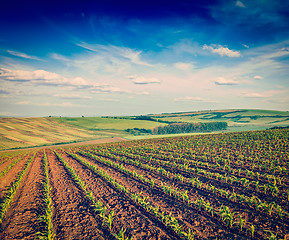 Image showing Rolling fields of Moravia