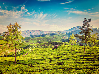 Image showing Tea plantations, Munnar, Kerala state, India