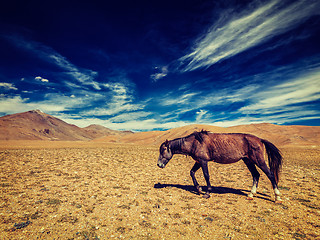 Image showing Horse in Himalayas