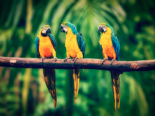 Image showing Blue-and-Yellow Macaw in jungle