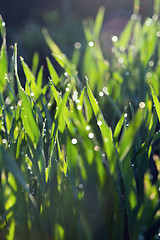 Image showing Water drops and grass