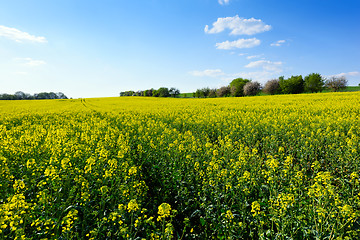 Image showing Field of rapeseed in spring