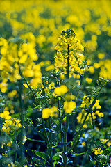 Image showing Rapeseed blossoms