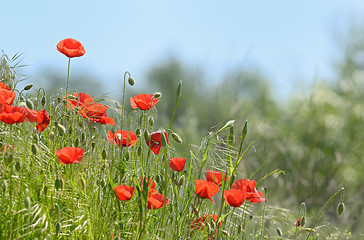 Image showing wild poppy flowers