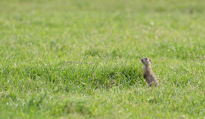Image showing prairie dog on field