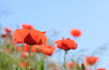 Image showing wild poppy flowers