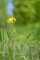 Image showing yellow flag blooming