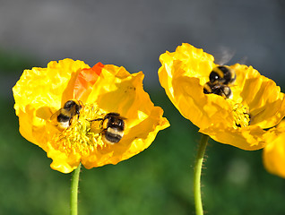 Image showing Iceland poppy with bumblebees