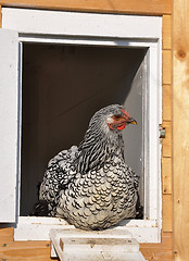 Image showing Wyandotte in front of chicken house