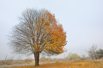 Image showing Alone birch tree 