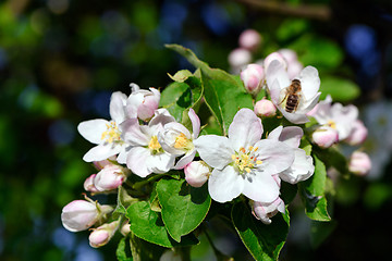 Image showing Apple blossoms