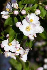 Image showing Apple blossoms