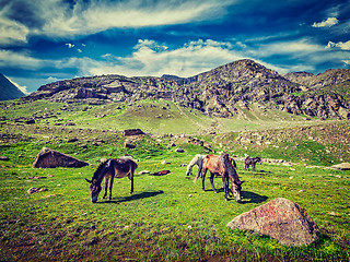 Image showing Horses grazing in Himalayas