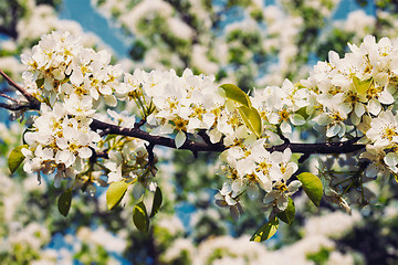 Image showing Apple tree blossoming branch