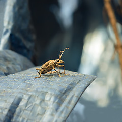 Image showing Beetle lumberjack closeup