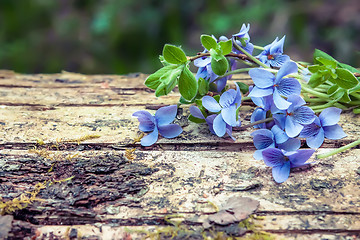 Image showing Forest violet on a background of an old tree trunk