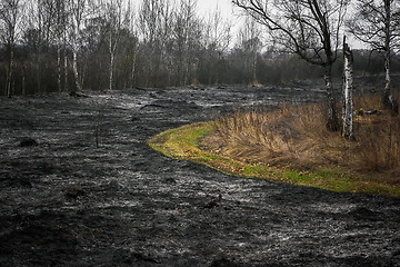 Image showing Effects of burning dry grass in the forest
