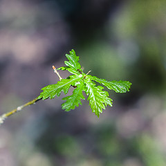 Image showing Ant on the young oak leaf