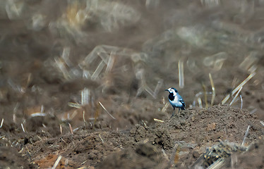 Image showing Wagtail walking on the ground