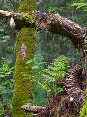 Image showing Moss and fern closeup