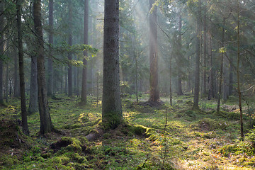 Image showing Sunbeam entering old coniferous stand of Bialowieza Forest