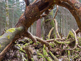 Image showing Moss wrapped broken branch lying