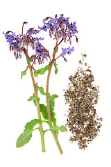 Image showing Borage Herb