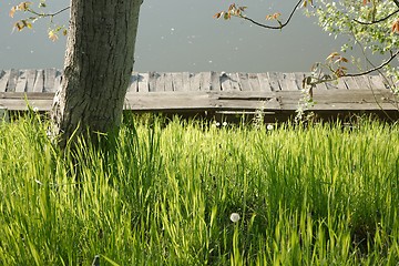 Image showing Green Grass Field